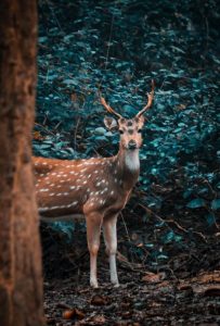 brown deer in forest 3817405